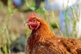 Ile kosztuje kurczak prosto od rolnika? Kura na rosół prosto ze wsi, kaczka na obiad też się znajdzie