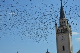 Chmary ptaków jak u Alfreda Hitchcocka. Kawki opanowały rynek