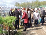 Wiosenne Targi Ogrodnicze w Szepietowie. Około 120 wystawców czeka z bogatą ofertą. Zobacz, co można znaleźć