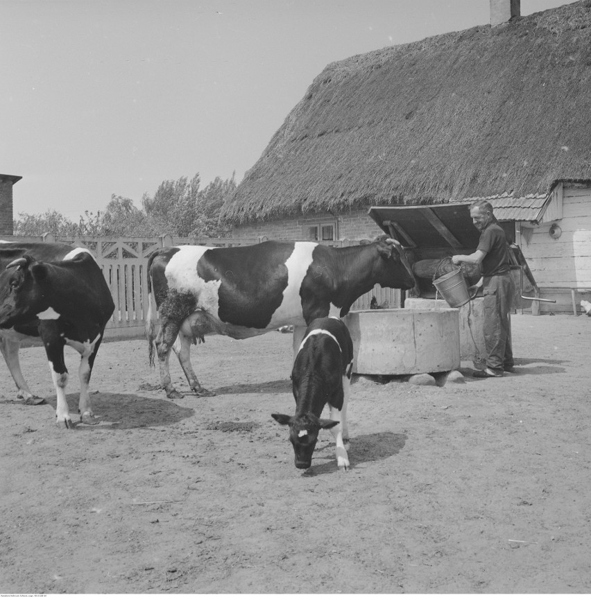 1971 r. Rolnik podczas pojenia bydła przy studni na...