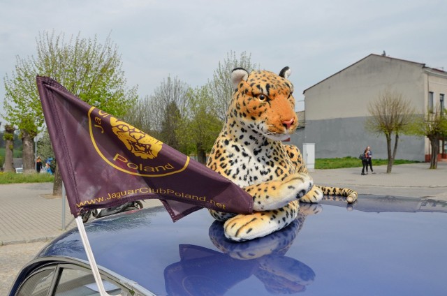 W sobotę na Rynku w Opatowie odbył się zlot aut marki jaguar. Więcej zdjęć na następnych slajdach. ZOBACZ TAKŻE: FLESZ 500 plus na każde dzieckoŹródło: vivi24