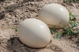 Ile kosztuje jajko strusia? Jak je otworzyć? Ten największy ptak świata jest hodowany również w Polsce