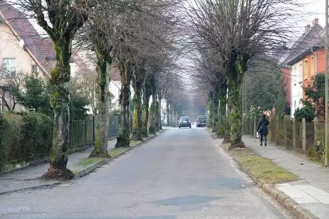 Los drzew jeszcze nie przesądzony. Burmistrz Bytowa zrewiduje plany.