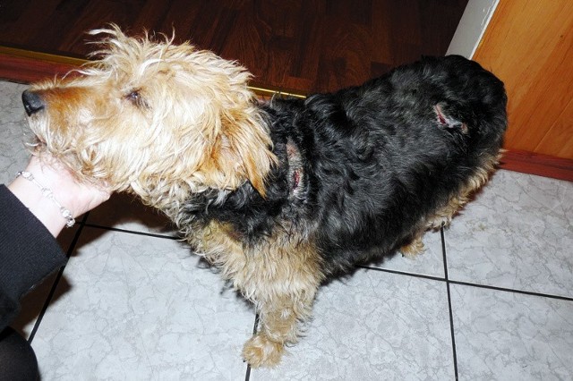 Na psie pani Małgorzaty widać rany postrzałowe. Zwierzęciu musiał pomóc weterynarz.