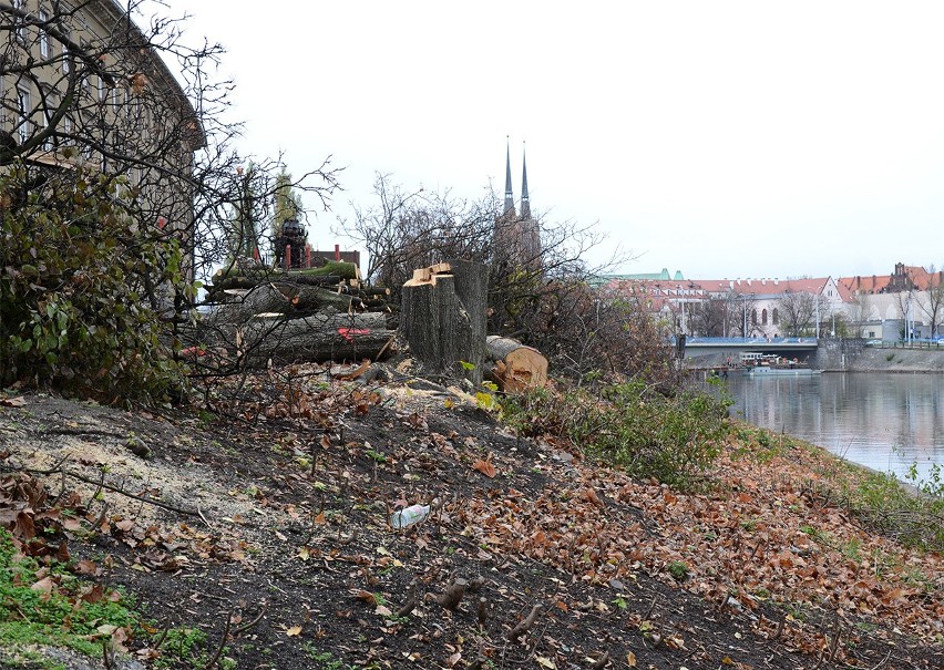 Wrocław, wycinka drzew na Bulwarze Kaczyńskich za urzędem...