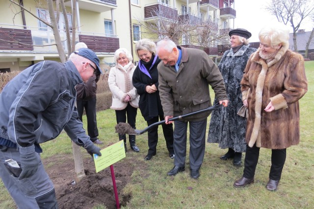 Tabliczkę pod lipą-nagrodą wkopał burmistrz Leszek Dzierżewicz