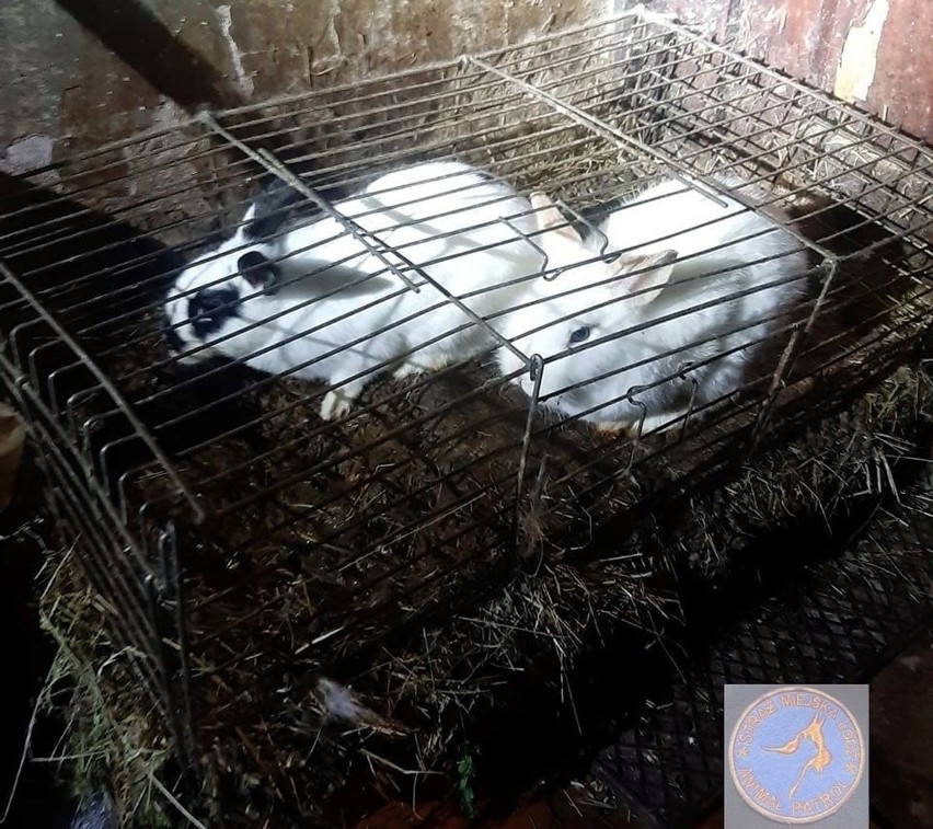 Łódź: kolejne porzucone króliki. Totalna nieodpowiedzialność!