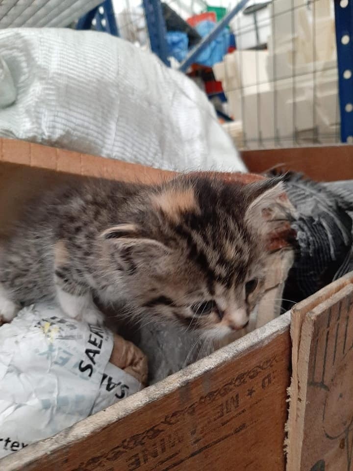 Kocięta znalezione w śmietniku jednej z firm w Głobinie