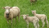 Ktoś ukradł owieczki z żywej szopki w Brudzewku. Później oddał je ze strachu?
