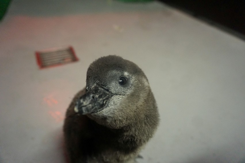pisklę pingwina przylądkowego