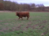 Krowy niszczą pole rolnikowi ze Słońska