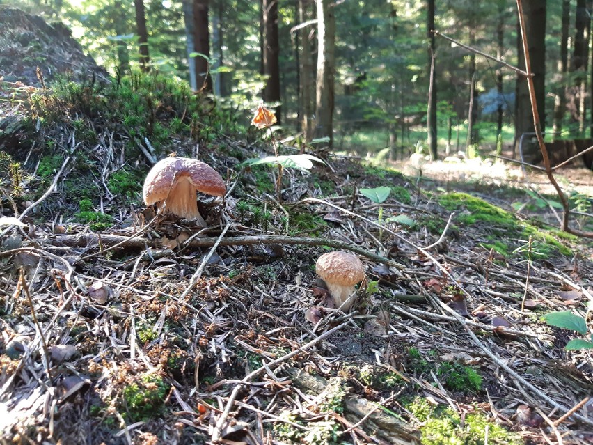 Grzybobranie w Niechobrzu.