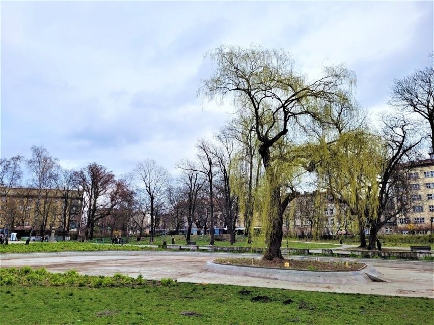 Kraków. Słynne drzewo na wyspie usycha. Stan jest bardzo zły [ZDJĘCIA]               