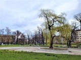 Kraków. Słynne drzewo na wyspie usycha. Stan jest bardzo zły [ZDJĘCIA]               