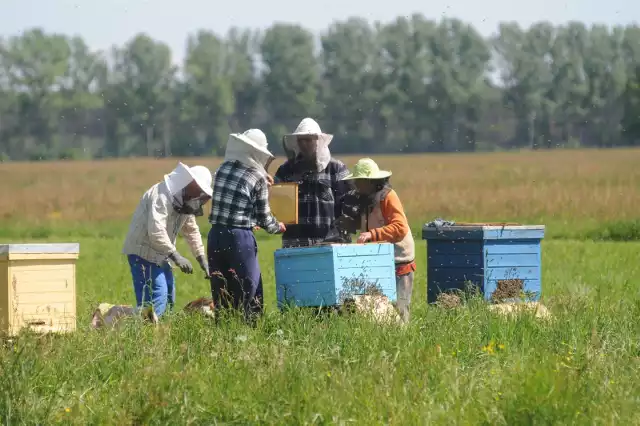 W Toruniu będzie mowa m. in. o karmieniu pszczół - pszczelarze poznają najnowsze produkty oraz o matkach linii Kujawska.Początek XXXI Forum Pszczelarzy o godz. 9, a zakończenie ok. godz. 14.