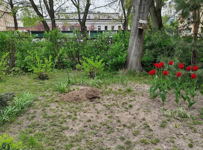 Studenci Wydziału Nauk o Zdrowiu Uniwersytetu Medycznego w...