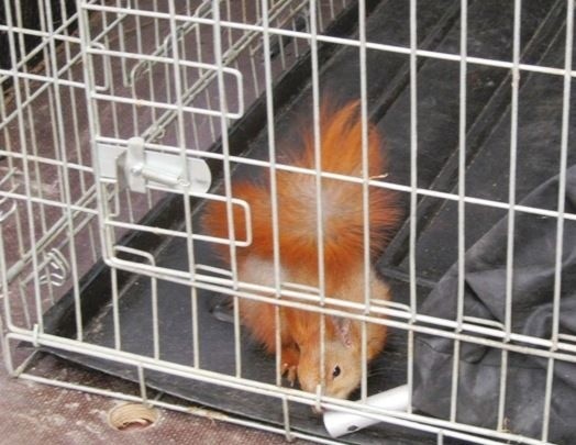 Wiewiórka złapana przez straż miejską trafiła do klatki