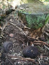 Grzybiarz w suchedniowskich lasach znalazł granaty z czasów wojny. Czy to część partyzanckiego arsenału?