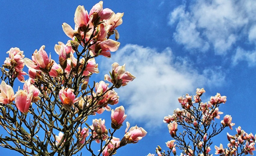 Dobczyce. Na rynku zakwitły magnolie. Wspaniały widok! [ZDJĘCIA]