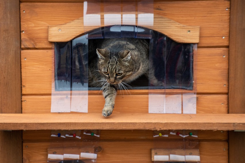 W Nowinach powstały… domki dla kotów. Inwestycja powstała z funduszu obywatelskiego [ZDJĘCIA, WIDEO]