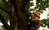 Mistrzostwa Polski we wspinaczce drzewnej odbyły się w Katowicach WIDEO