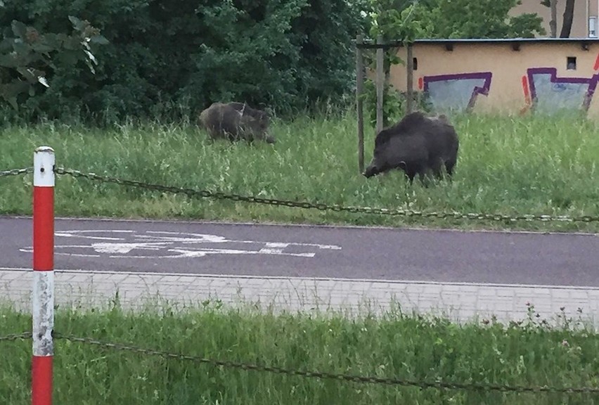 Dwa dorodne dziki pojawiły się na ul. Łużyckiej. Pasły się...