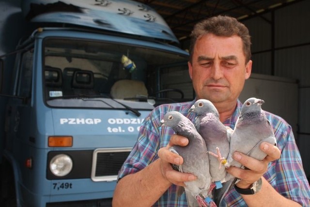 Sławomir Mazurczak uradowany powrotem gołębi, pierwsza gołębica wróciła po dobie. O 6.25 w poniedziałek rano była  w domu w  Radlinie.