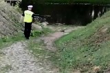 Kaczka z pisklętami szła jezdnią. Policjanci pomogli kaczej rodzinie trafić do rzeki [zdjęcia, wideo]