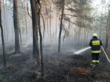 Wysokie zagrożenie pożarowe na Lubelszczyźnie. Spłonęło ponad 7 ha lasu. "Wszystko wskazuje na podpalenie"