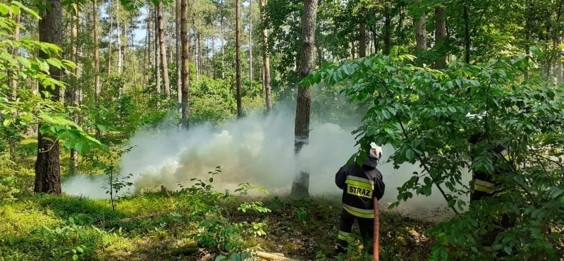 PSP Maków Mazowiecki. Strażacy gasili pożar w lesie na terenie leśnictwa Gutowo (nadleśnictwo Ostrołęka). Ktoś podpalił las! Zdjęcia