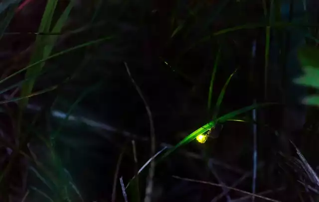 Chrząszcze z rodziny świetlikowatych potrafią wytwarzać światło. Sprawiają, że ogród lub polana wygląda jak baśniowa sceneria.licencja