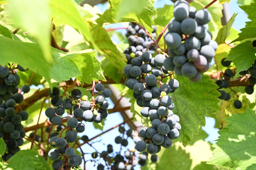 Pierwsze winobranie w Ogrodzie Botanicznym w Kielcach z udziałem winiarzy i mieszkańców