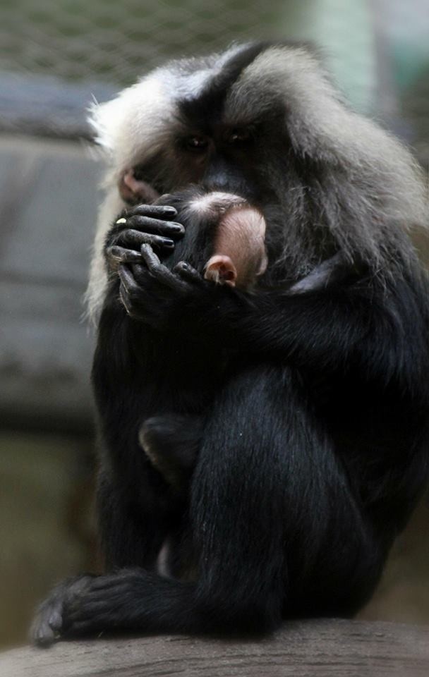 Ogród zoologiczny w Łodzi. Małpia rodzina łódzkiego zoo powiększyła się o nową małpkę. Na świat przyszedł makak 