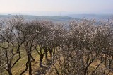 Czechy. Hustopeče - wiosenne święto wina i migdałowców