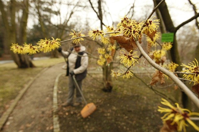 Wrocław, ogród botaniczny Uniwersytetu Wrocławskiego