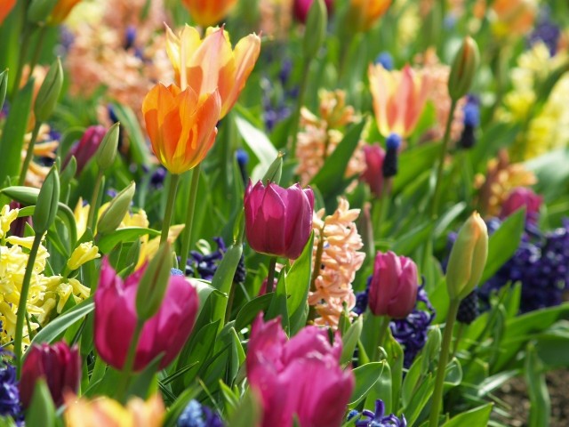 Wykopywanie cebul kwiatów chroni je przed chorobami i pozwala im "odpocząć" - dzięki temu, w kolejnym sezonie rośliny będą pięknie kwitły.