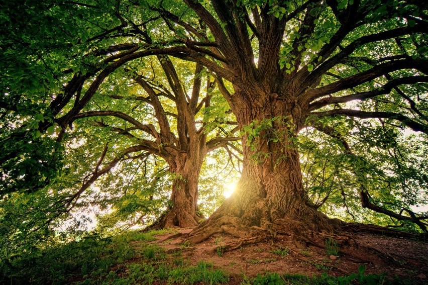 Las ma ogromny pozytywny wpływ na nasze zdrowie....