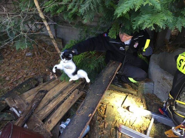 Specjalistyczna grupa ratownictwa wysokościowego z Kalisza uratowała kota.Zobacz kolejny slajd --->