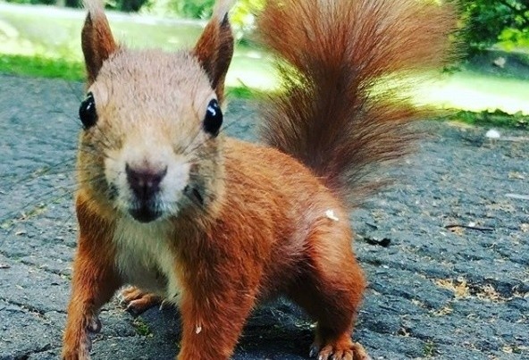 Krakowskie wiewiórki z Instagrama. Urocze mieszkanki parku Bednarskiego na waszych zdjęciach [20.10]