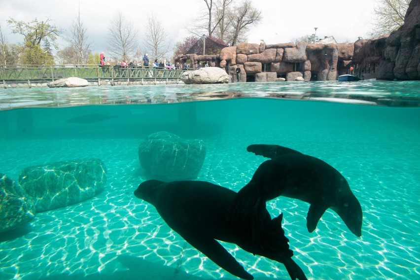 Uchatki są atrakcją zoo w Opolu od 12 lat