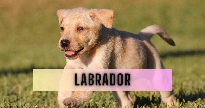 Labradory to jedne z najbardziej przyjaznych ras psów....
