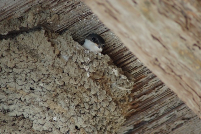 Jaskółki budują gniazda z błota i śliny. Nie jest to zbyt czyste budownictwo, ale obserwowanie, jak powstaje nowy ptasi dom może być też bardzo fascynujące.