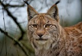 Ryś i wilki w Jesenikach. Czescy przyrodnicy podali wyniki akcji liczenia drapieżników