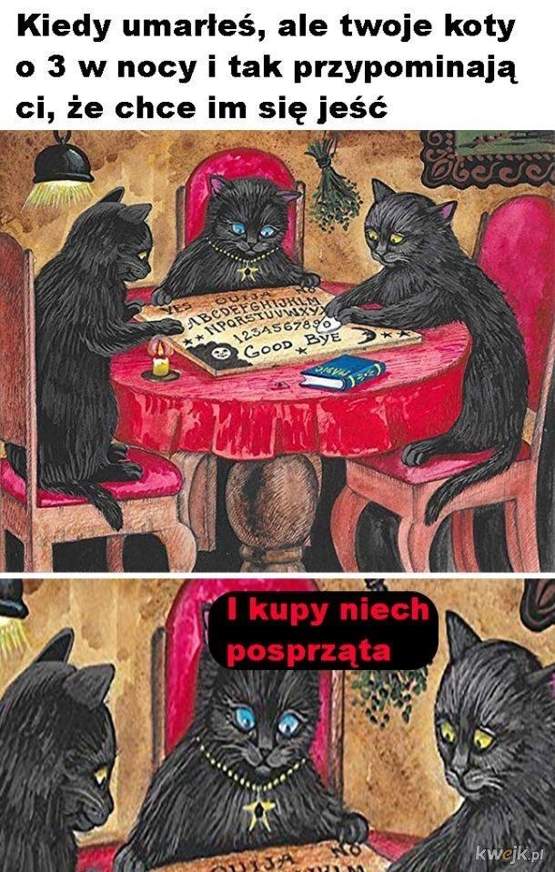 Najlepsze memy i obrazki o kotach. Śmieszne memy z kotami w...