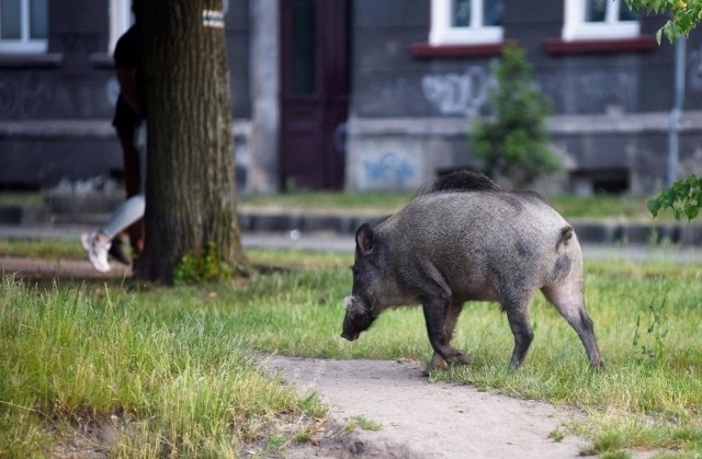 Dziki coraz lepiej czują się w Poznaniu. Zachodzą do kolejnych dzielnic. Tym razem były widziane na Grunwaldzie na ulicach Marszałkowskiej i Kanclerskiej.