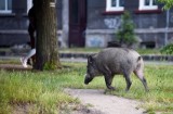 Dziki na Grunwaldzie. Zwierzęta pojawiły się na ul. Marszałkowskiej i...delektowały się zawartością kosza na śmieci 