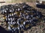 150 martwych ptaków. Ktoś otruł stado kawek w Warszawie. Policja i Animalsi poszukują świadków bestialskiego czynu [ZDJĘCIA]