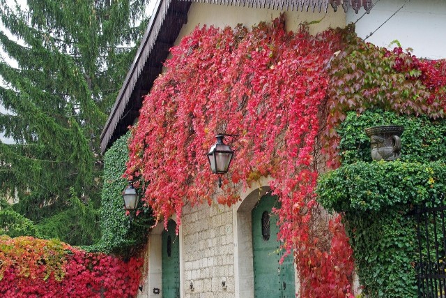 Rośliny pnące mogą być piękną ozdobą ścian i płotów.