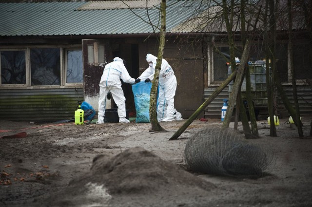 Powiatowy Lekarz Weterynarii w Koszalinie potwierdził wystąpienie wysoce zjadliwej grypy ptaków (H5N1) w Koszalinie i na terenie powiatu koszalińskiego.