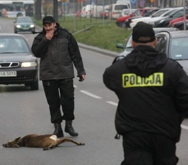 Młodego samca na Branickiego potrącił samochód.